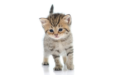Cute tabby kitten  on white background