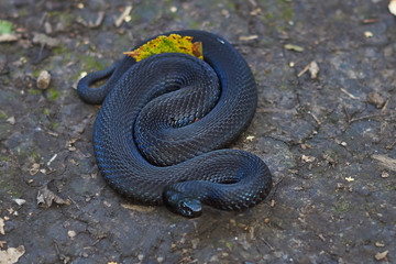 Poisonous black adder basking in the sun.