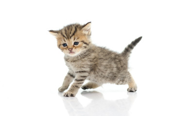 Cute tabby kitten  on white background