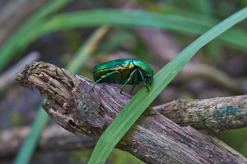 Chafer beetle eating pollen .