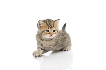 Cute tabby kitten  on white background