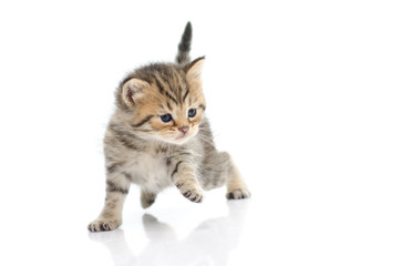 Cute tabby kitten  on white background