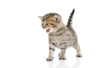 Cute tabby kitten  on white background