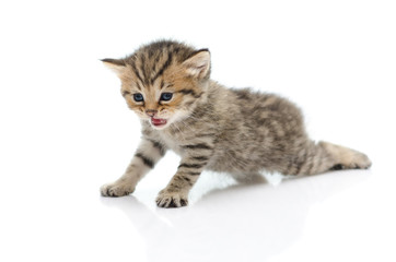 Cute tabby kitten  on white background