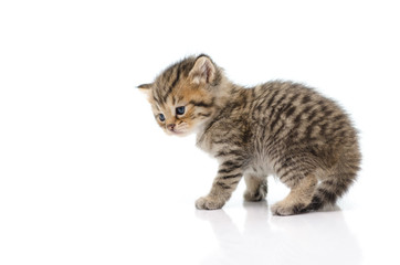 Obraz premium Cute tabby kitten on white background