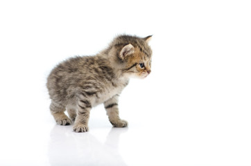 Cute tabby kitten  on white background