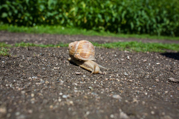 Schnecke