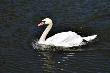 Лебедь плывёт по озеру.