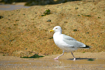 Herring gull walking on sand