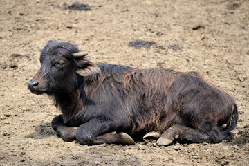 Water buffalo calf