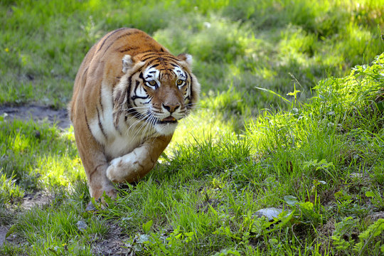 Fototapeta Tiger (Panthera tigris) on grass in attack position
