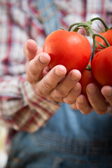 Farmer's organic fresh tomatoes