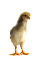 Little chickens - Stock Image