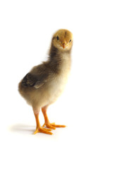 Little chickens - Stock Image