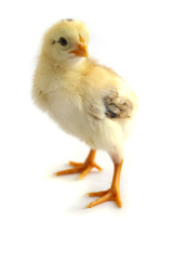 Angry looking chicken