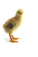 Angry looking chicken