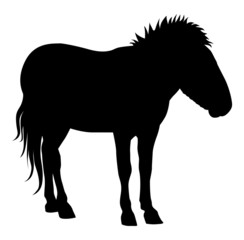 horse 4