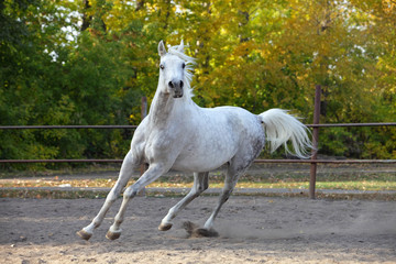 Naklejka na ściany i meble Arabian horse stallion galloping in the paddock