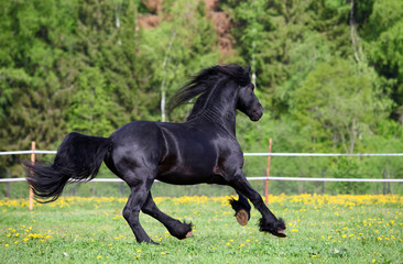 Black friesian horse in summer meadow