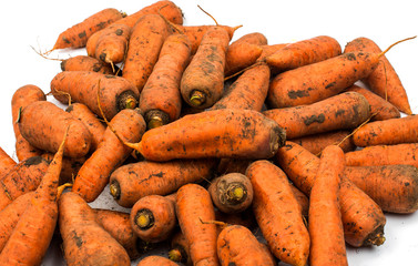 Fresh harvested carrots from the house garden