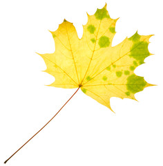 Yellow maple leaf isolated