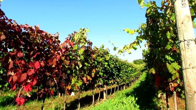 Red carst vineyard with grapes - pan left