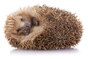 Hedgehog (erinaceus albiventris) sleeping, isolated on white bac © cristovao31