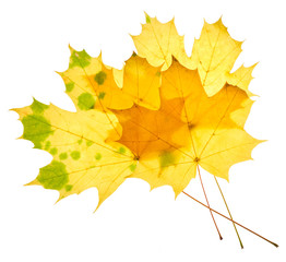 Yellow maple leaves isolated