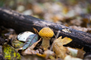 Honey agaric mushrooms.