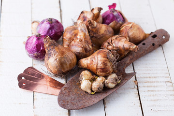 Flower bulbs, trowel on white wooden background.