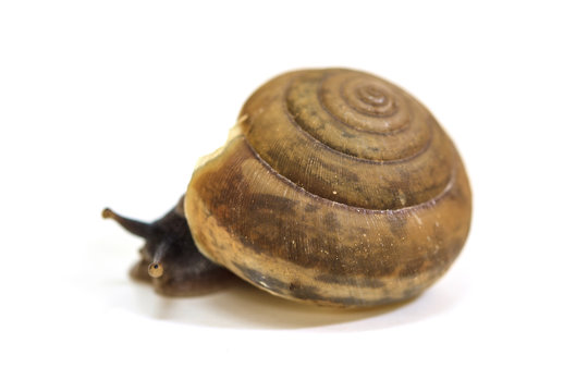Garden snail on white background