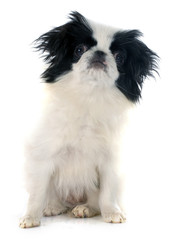 Japanese Chin