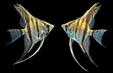 Angelfish (Pterophyllum scalare) isolated on black background