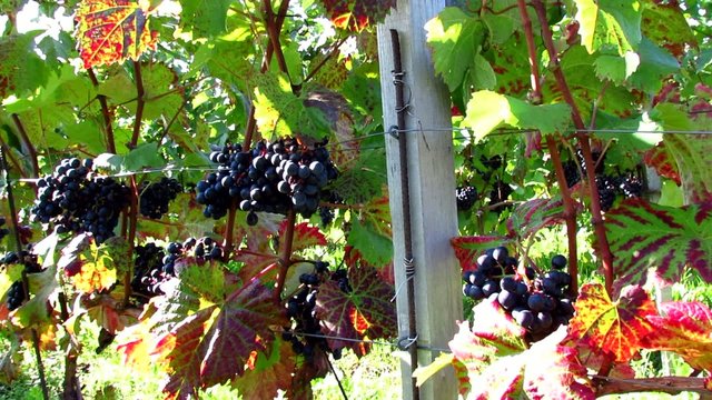 Red Carst vineyard with grape - pan right