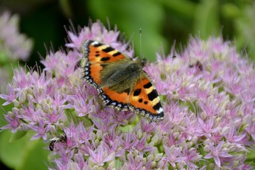 Small tortoiseshell butterfly and flower