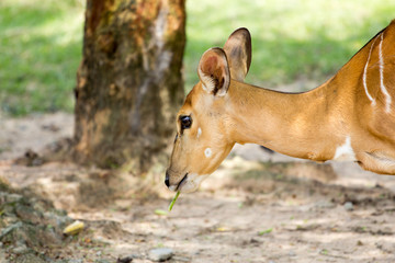 nyala head