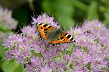 Small tortoiseshell butterfly and flower