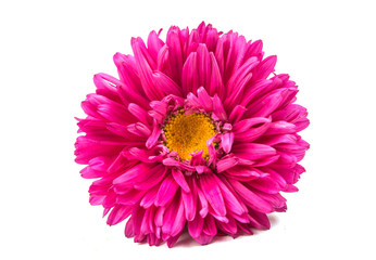 beautiful chrysanthemum isolated