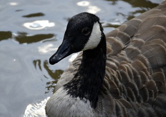 Canada goose and water reflections
