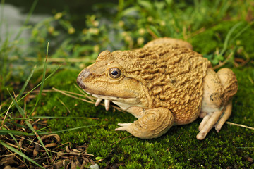 frog
