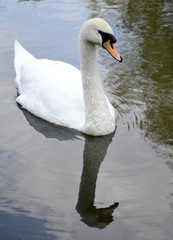 Wild swan portrait and water reflections
