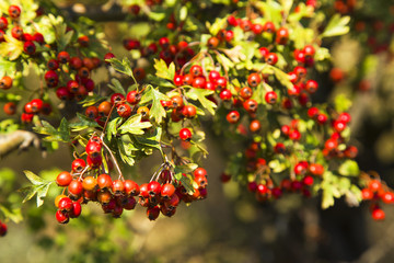 Tree with red berries