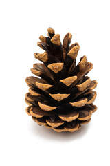 pine cone