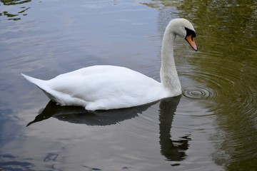 Wild swan portrait and water reflections