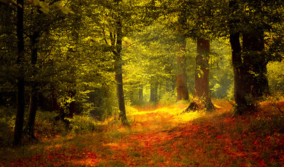Beautiful light in the forest