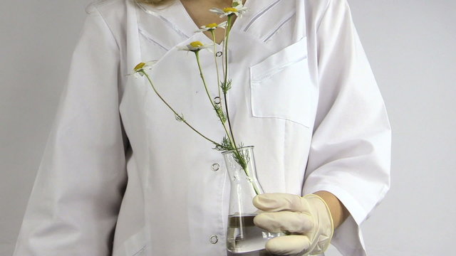 Scientist woman with gloves put daisy flower into flask