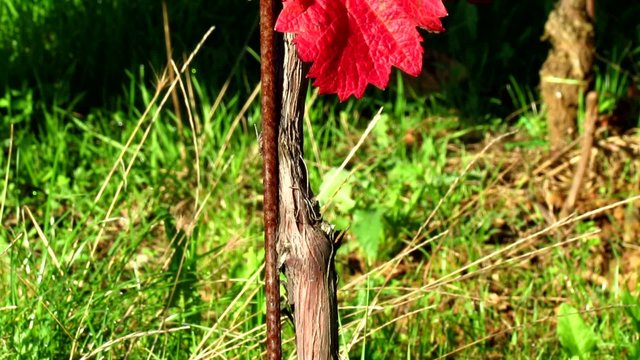 Red Carst vineyard with grape - tilt up