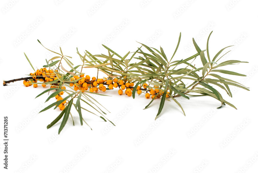 Poster branch of sea-buckthorn