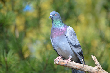 Красивый голубь.