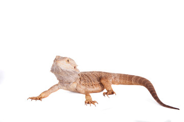 Central Bearded Dragon on white background